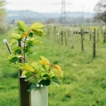 Tree planting for woodland restoration